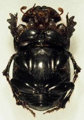 Réf. 189 008 : Copris sp.