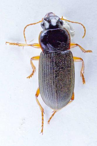 Pseudoophonus rufipes