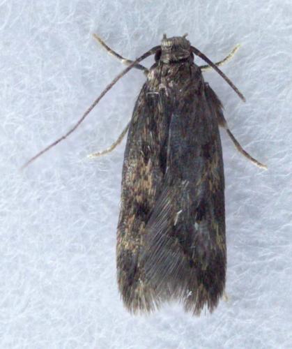 Borkhausenia fuscescens