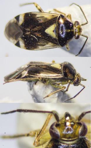 Réf. 189 182 : Orthops sp.