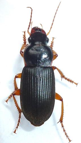 Pseudoophonus rufipes