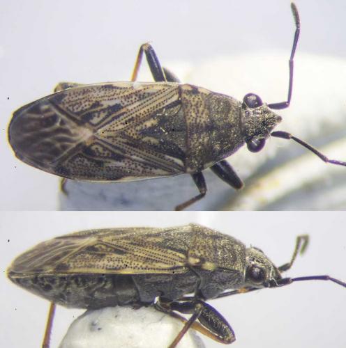 Réf. 189 942 : Peritrechus gracilicornis