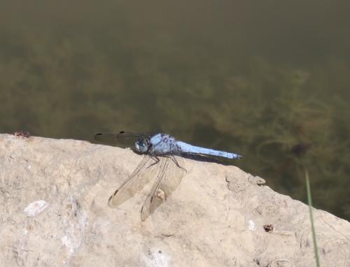 Orthetrum brunneum