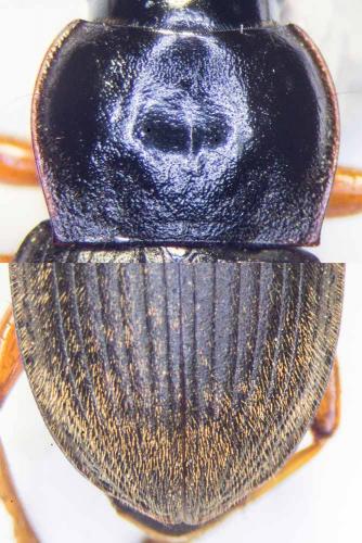Pseudoophonus rufipes