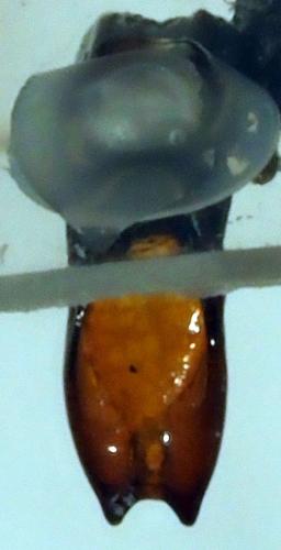 Réf. 189 290 : Adoretus sp.