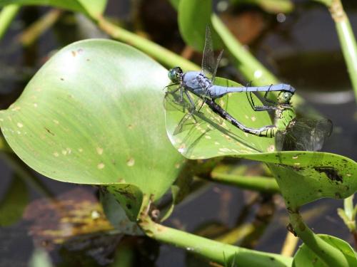 Réf. 189 228 : Erythemis simplicicollis