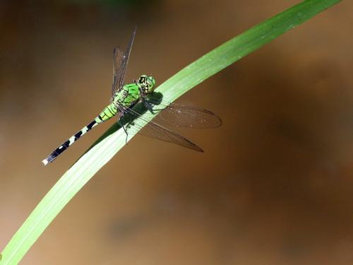 Réf. 189 172 : Erythemis simplicicollis
