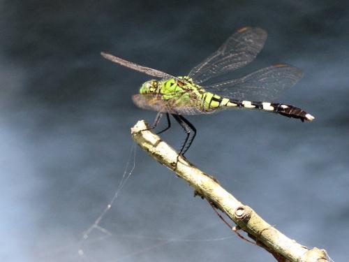 Réf. 189 173 : Erythemis simplicicollis