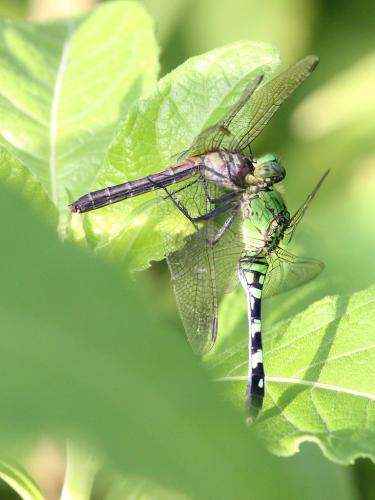 Erythemis simplicicollis