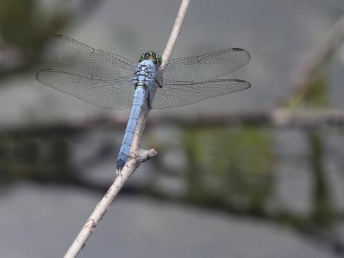 Réf. 189 226 : Erythemis simplicicollis
