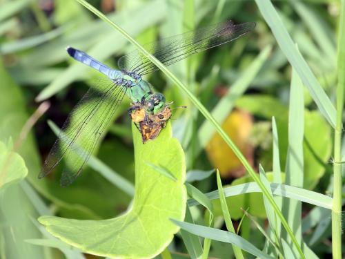 Réf. 189 227 : Erythemis simplicicollis
