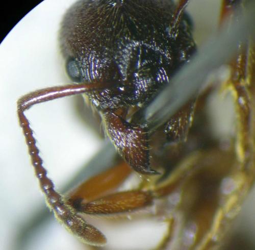 Manica rubida