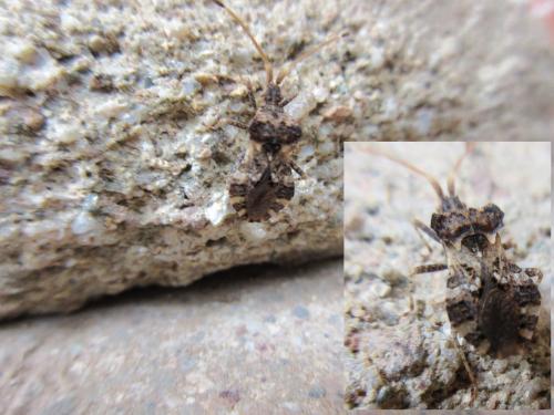 Réf. 189 545 : Centrocoris sp.