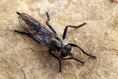 Asilinae