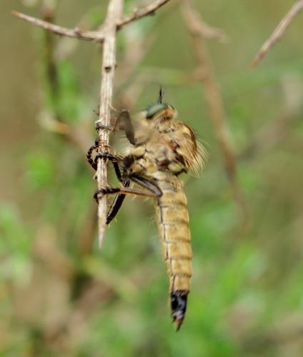 Asilinae