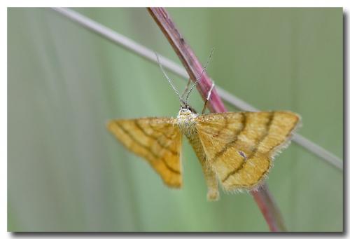 Idaea aureolaria