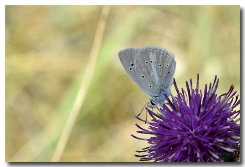 Réf. 189 351 : Polyommatus dolus