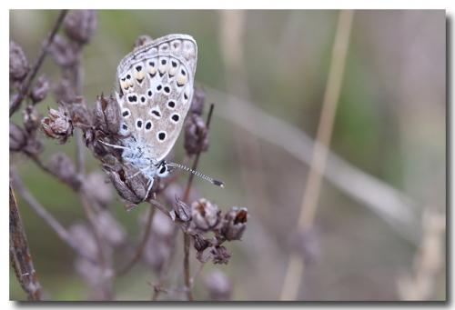 Polyommatus escheri