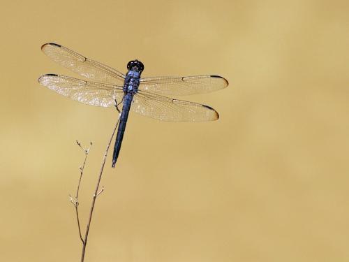 Libellula incesta