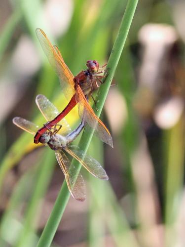 Libellula needhami