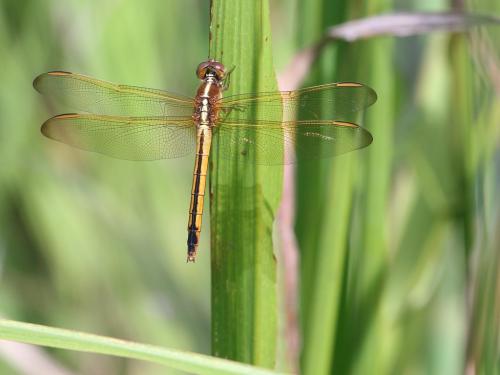 Libellula needhami