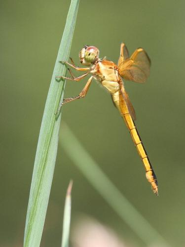 Réf. 189 506 : Libellula needhami