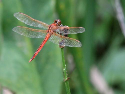 Libellula needhami