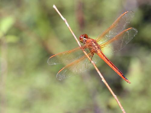 Libellula needhami
