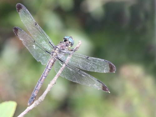 Libellula vibrans