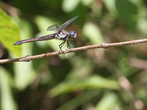 Réf. 189 561 : Libellula vibrans