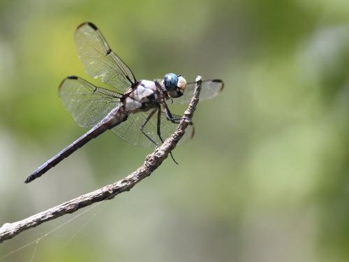Libellula vibrans
