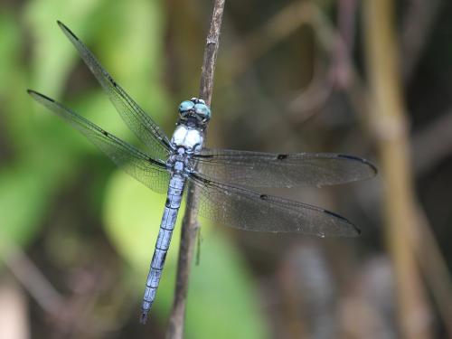 Réf. 189 564 : Libellula vibrans