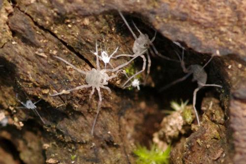 Oligolophinae