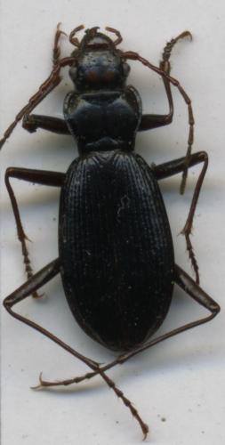 Nebria angusticollis