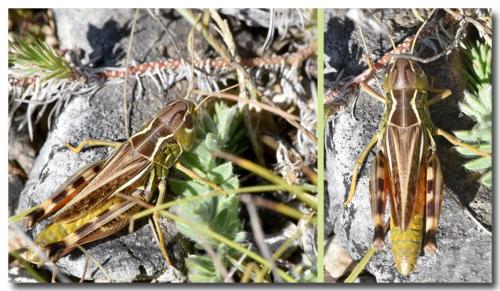 Réf. 189 430 : Arcyptera microptera carpentieri