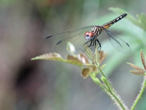 Pachydiplax longipennis