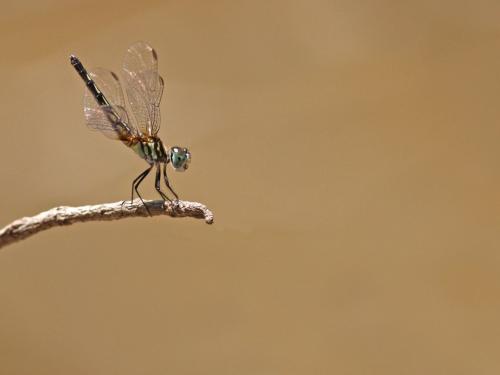 Pachydiplax longipennis