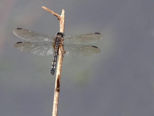 Pachydiplax longipennis