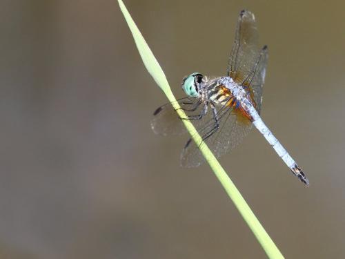 Pachydiplax longipennis