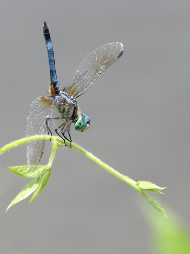 Pachydiplax longipennis