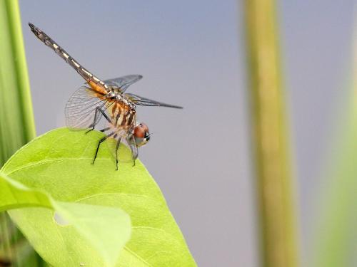 Pachydiplax longipennis
