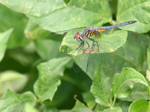 Pachydiplax longipennis