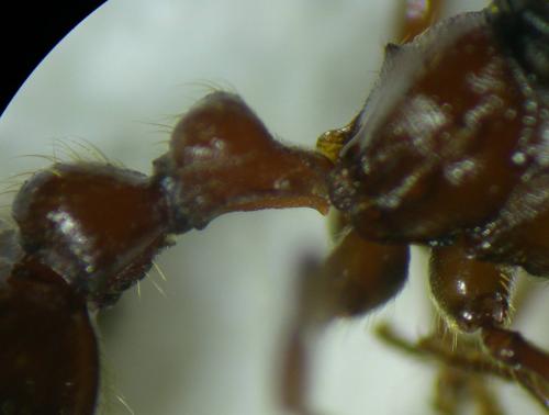 Manica rubida