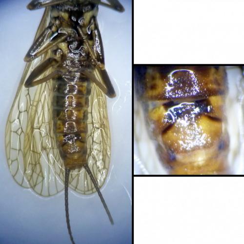 Réf. 189 991 : Perlodes microcephalus