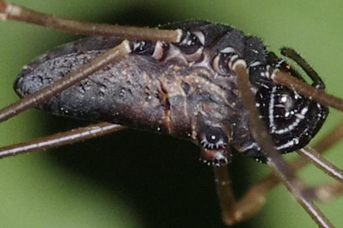 Réf. 189 594 : Platybunus pinetorum