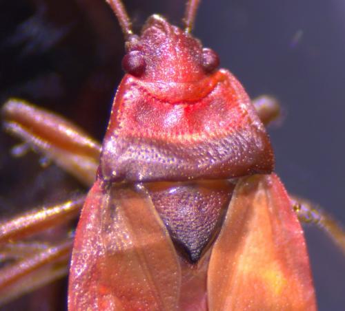 Pyrrhocoris apterus