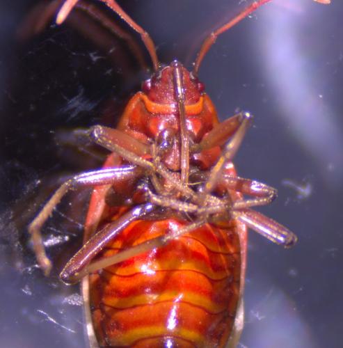Pyrrhocoris apterus