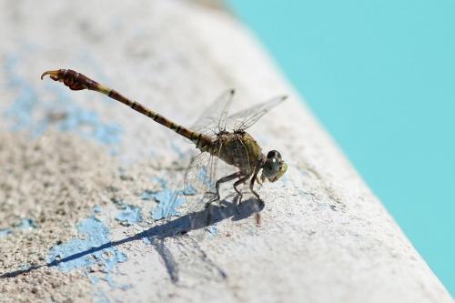 Réf. 189 216 : Paragomphus genei