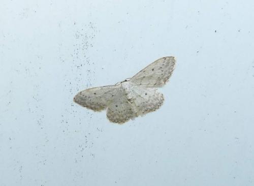 Idaea seriata