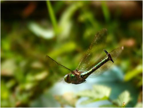 Somatochlora metallica